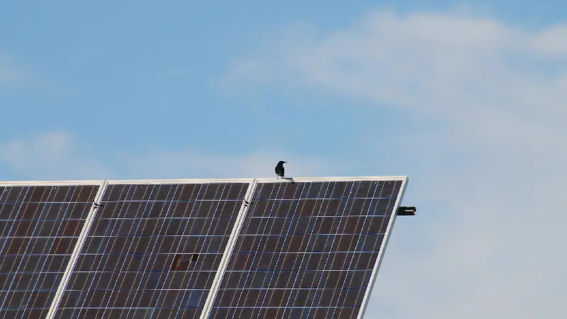 Ciclo completo avifauna en Granada<br />
