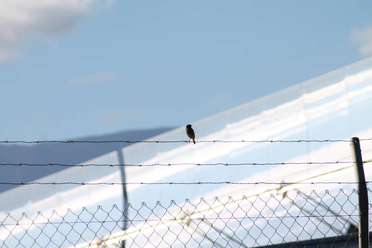 Cursos de ornitología para Profesionales y Aficionados