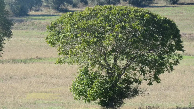 Estudio botánico y de hábitats en Guadalajara<br />
