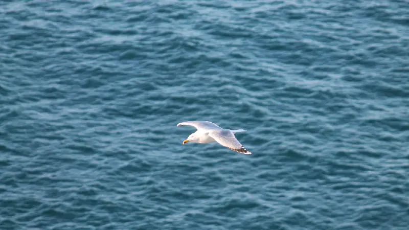 Estudio de aves marinas para la Diputación de Granada<br />
