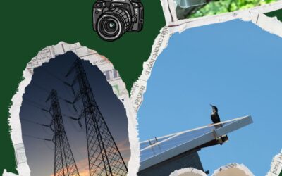 Curso Fauna en Renovables